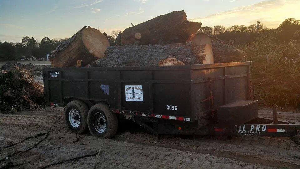 Down to Earth Tree Service — chip trailer loaded with hardwood rounds at sunset after a multi-tree job in coastal Georgia