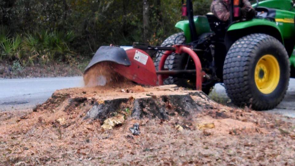 Stump Grinding vs Stump Removal: What's the Difference and Which One Do You Actually Need?